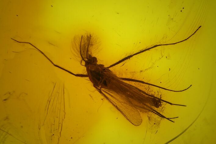 Detailed Fossil Ant (Formicidae) & Fly (Chironomidae) in Baltic Amber #197766